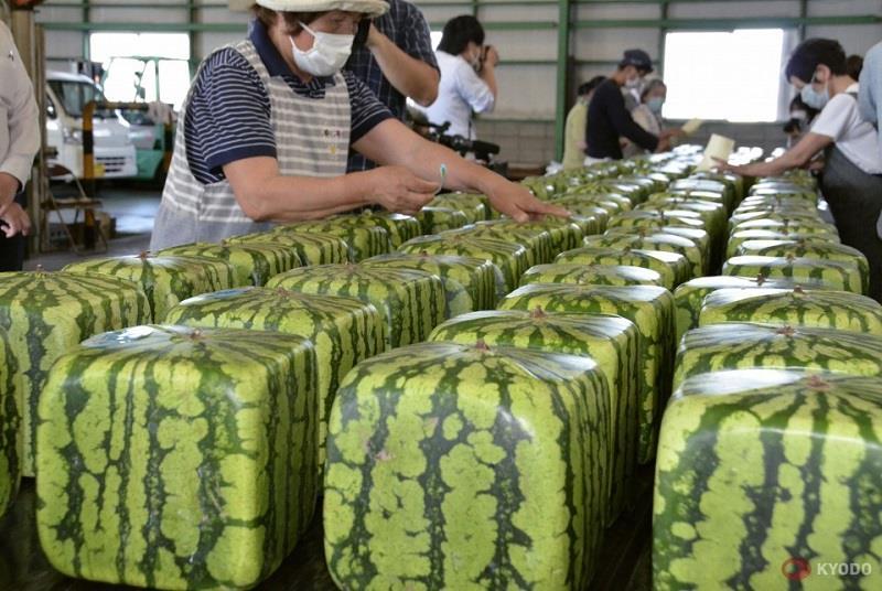 What Are Japanese Watermelons   Square Japanese Watermelons 